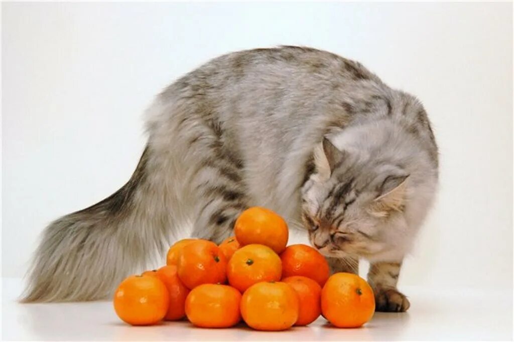 Какой запах не любят коты