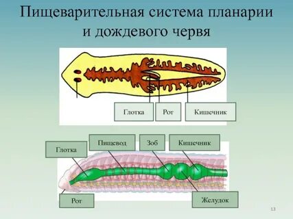 Кишечник плоских червей