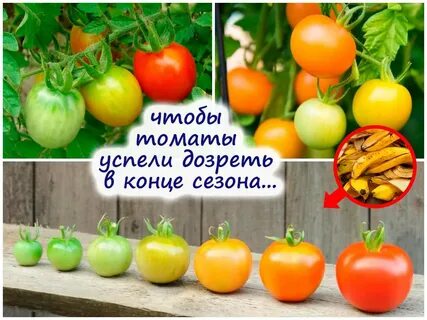 Как ускорить созревание томатов в августе