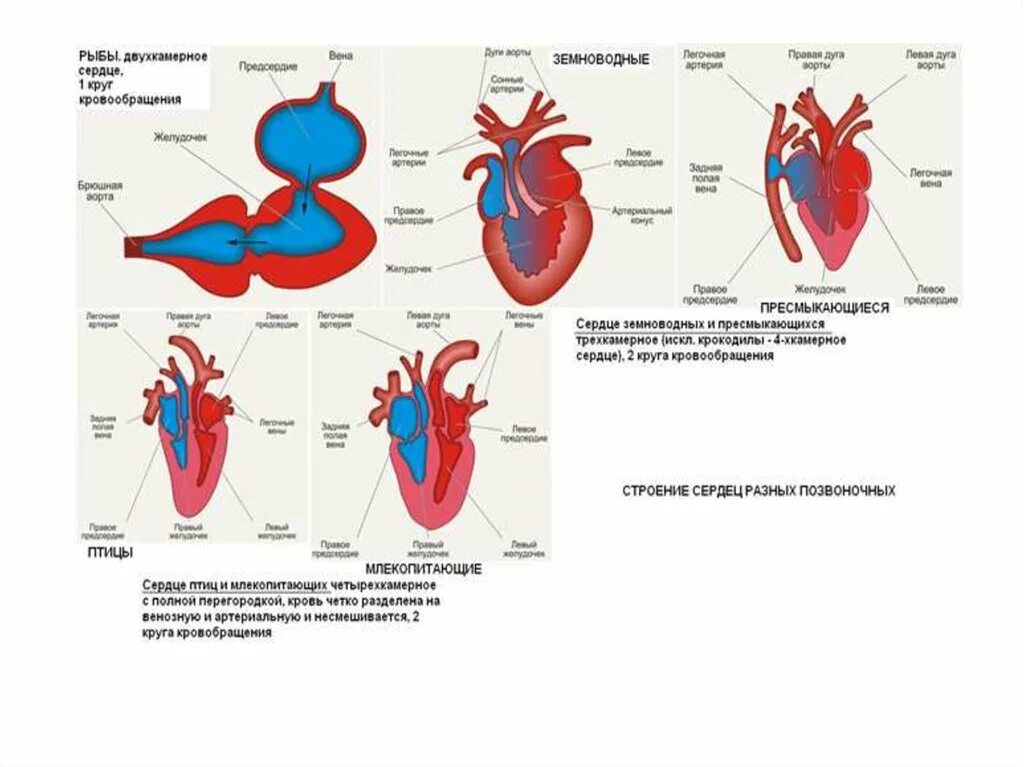 Строение сердца земноводного. Земноводные строение сердца. Схема строения сердца земноводных. Сердце земноводных схема.