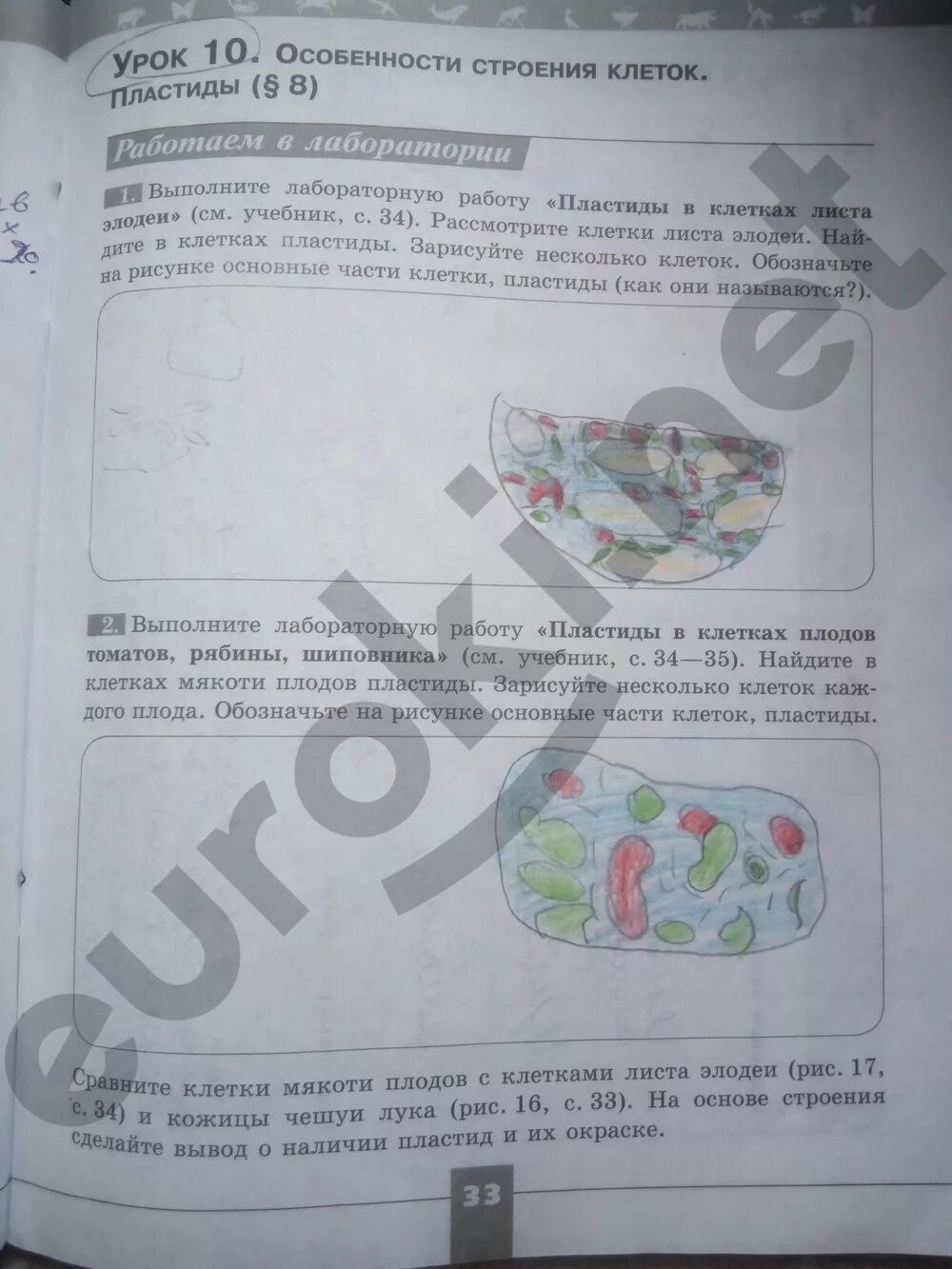 Учебник по биологии 5 класс пасечник. «биология. Биология. Книга биология 5 класс. Учебник по биологии 5 класс.