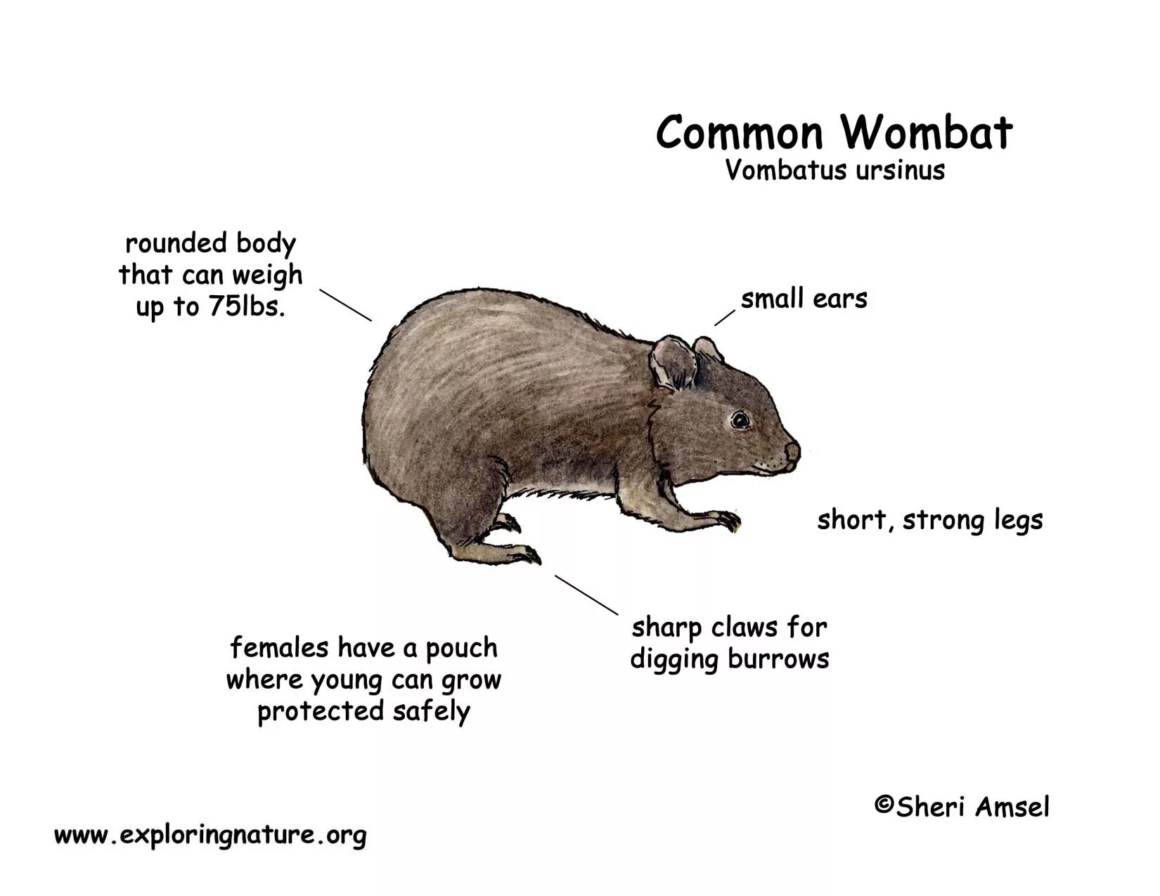 Wombat перевод. Строение вомбата. Вомбат строение тела. Анатомия животного вомбат. Вомбат особенности строения.