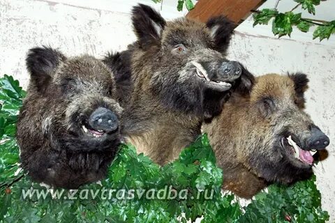 Три кабана