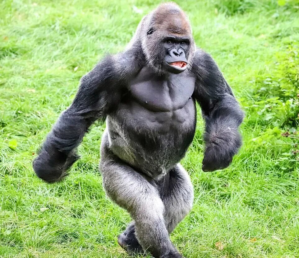 Человек сильнее животных. Сильвербэк горилла. Самец гориллы рост и вес. Шимпанзе горилла орангутан. Приматы горилла.