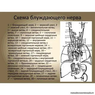Блуждающий нерв относится к отделу нервной системы