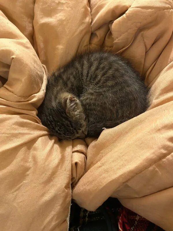 друзья кота коржика