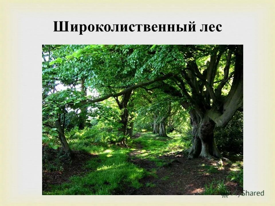 Смешанные хвойно-широколиственные леса. Широколиственные леса находятся. Природные зоны широколиственные леса животные. Широколиственные леса находятся. Лиственный лес северной америки.