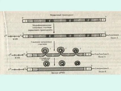 Последовательность этапов процессинга ирнк