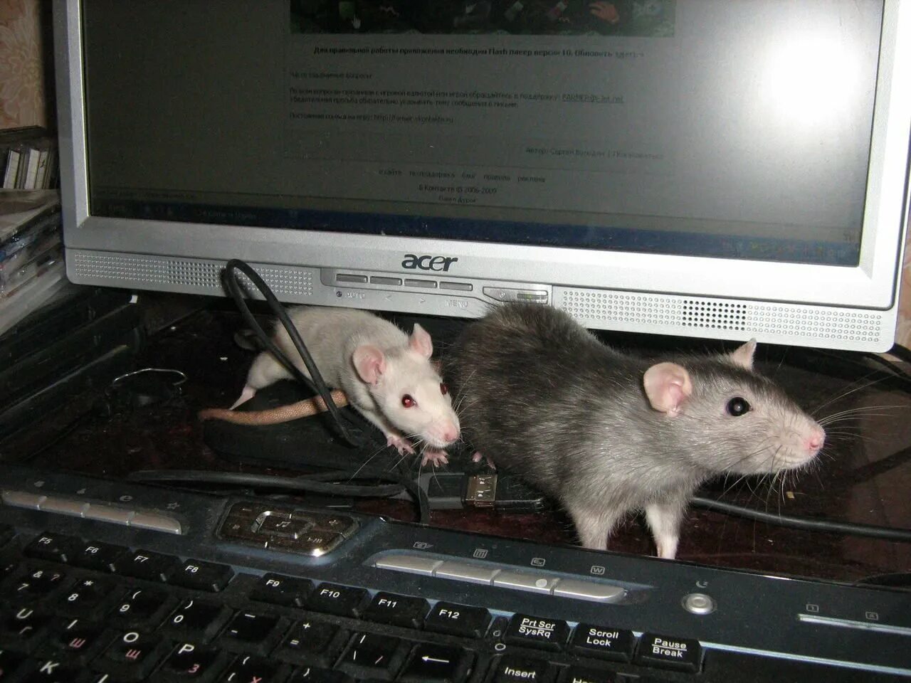 Крыса идет. Крыса бегает. Мышь в квартире. Крыса идет. Крыса.