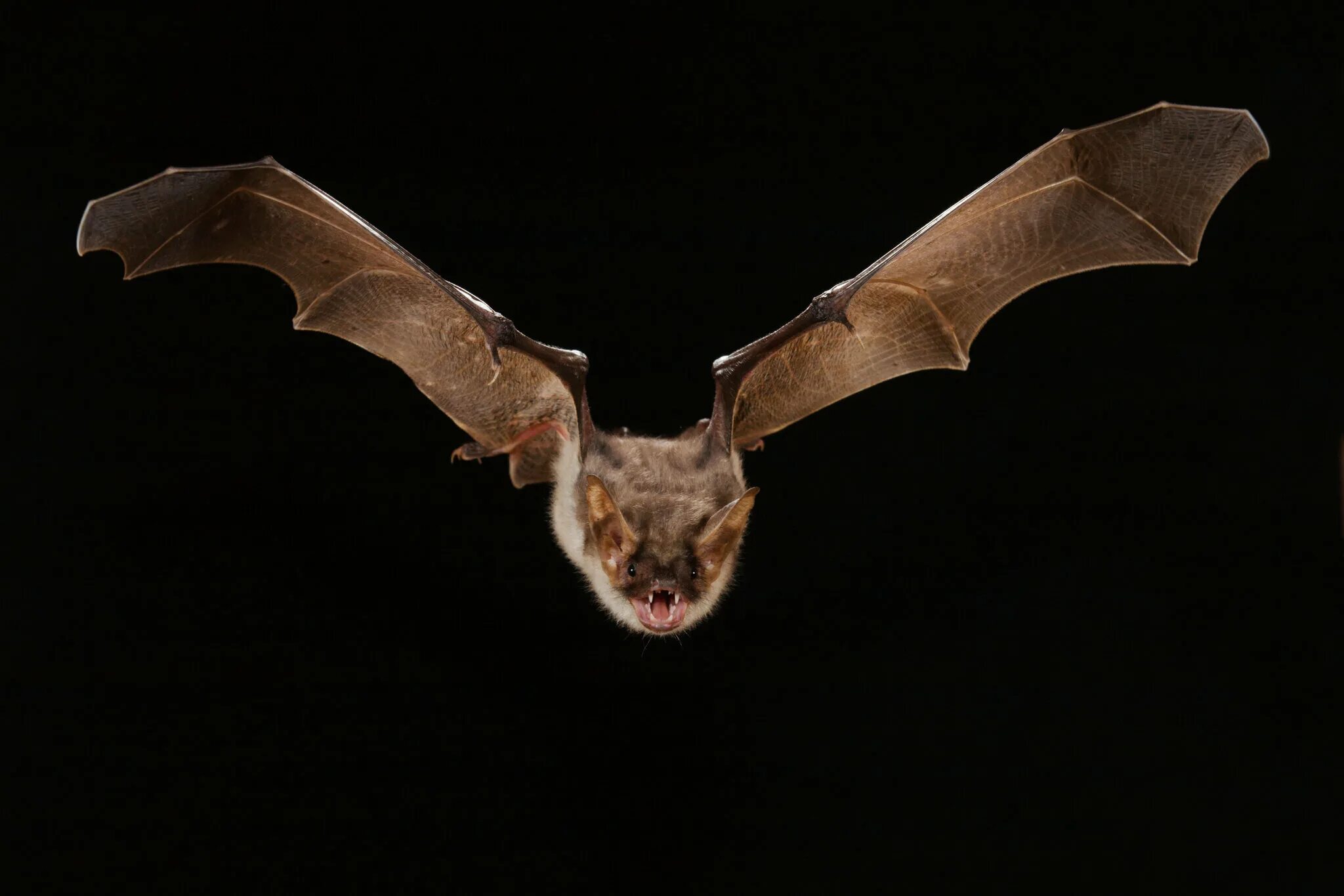 Колония летучих мышей. Миграция летучих мышей. А-22 «летучая лисица». Стая летучих мышей. Много летучих мышь.