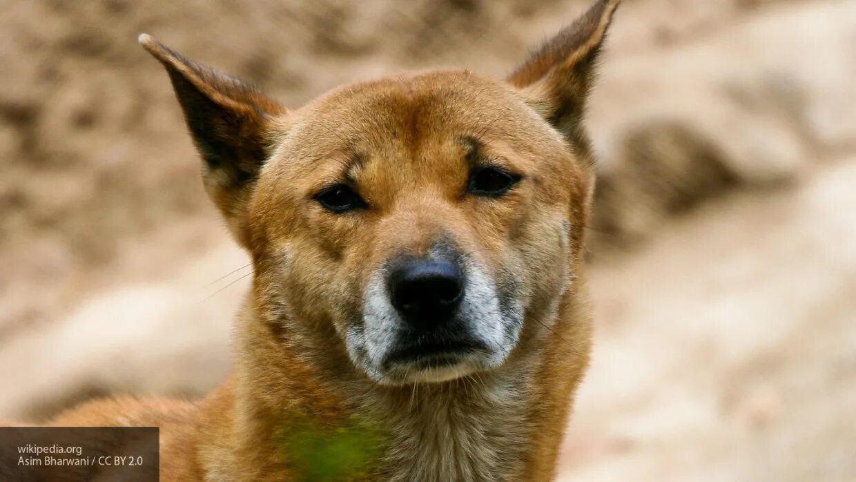 Чихуахуа подозревака. Левретка. Салюки щенки. Акита ину улыбка. Пес из техаса.