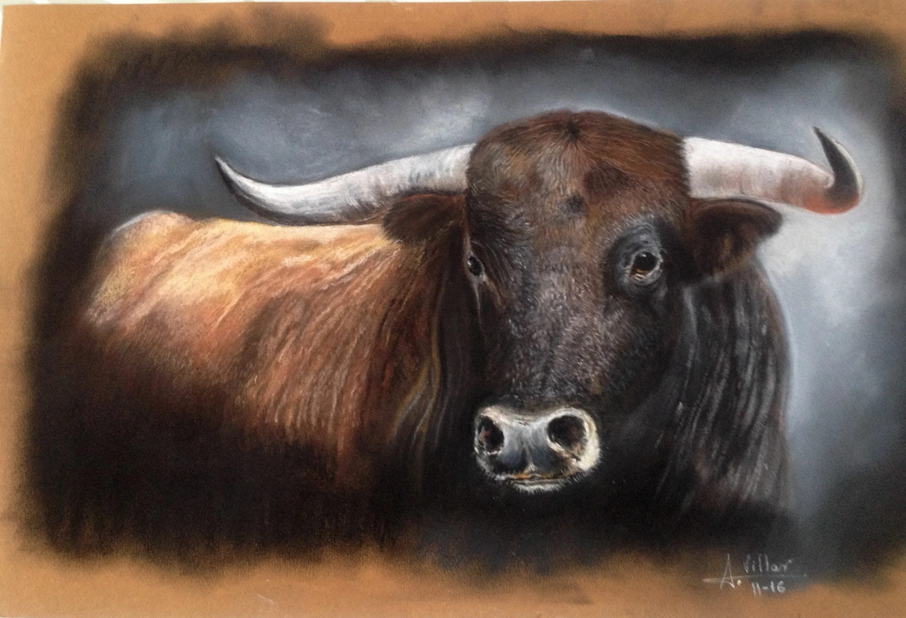 Бык торо браво фото. Toro bravo фото. Toro bravo изображение. Toro cinisaro. Коровы и быки породы торо браво описание.