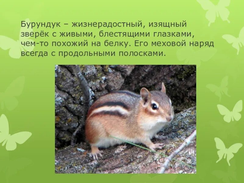 Бурундук окружающий мир 4 класс сообщение кратко. Сообщение о бурундуке. бурундук презентация. краткая информация про бурундука. бурундук картинки с описанием.