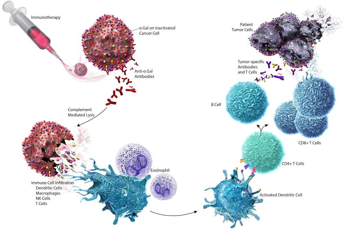 Вакцина дендритными клетками. Иммунотерапия иммунология. Иммунотерапия опухолей иммунология. Неспецифическая иммунотерапия. Иммунотерапия дендритными клетками.