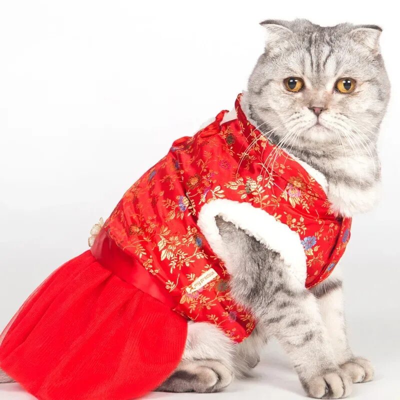 Кошечка с одеждой. Наряды для кошек. Одежда для котов. Кошка в платье. Кот в одежде.