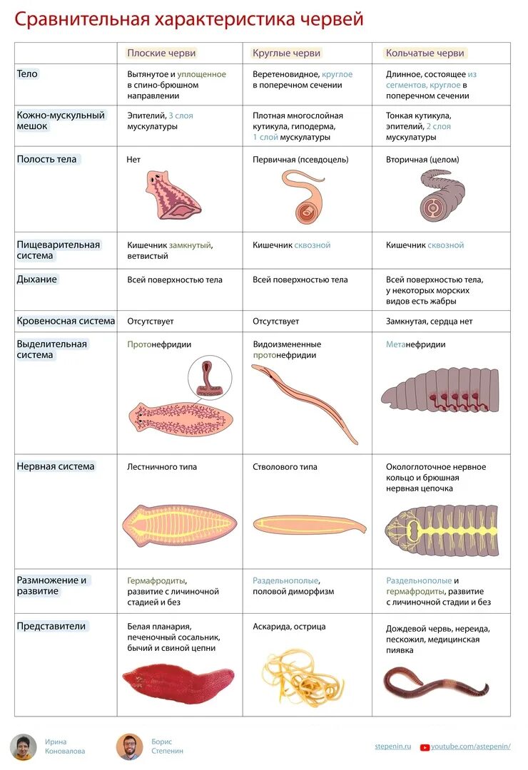 Сравнительная характеристика червей. Характеристика червей. Черви ЕГЭ биология. Сравнение червей таблица. Сравнение строения червей