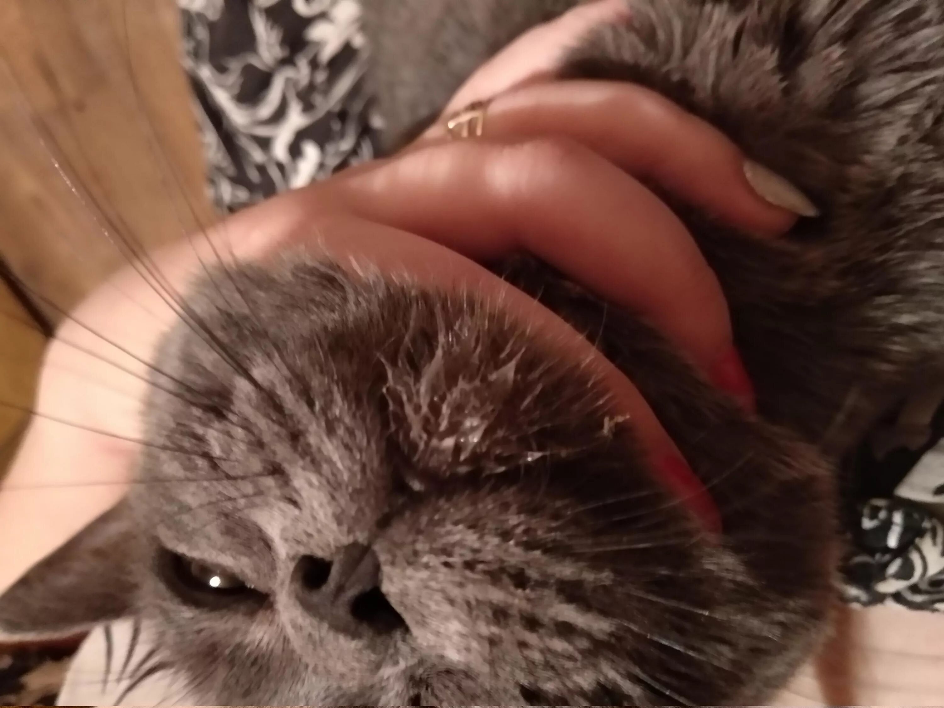Почему коты воняют тухлятиной. Почему коты воняют тухлятиной