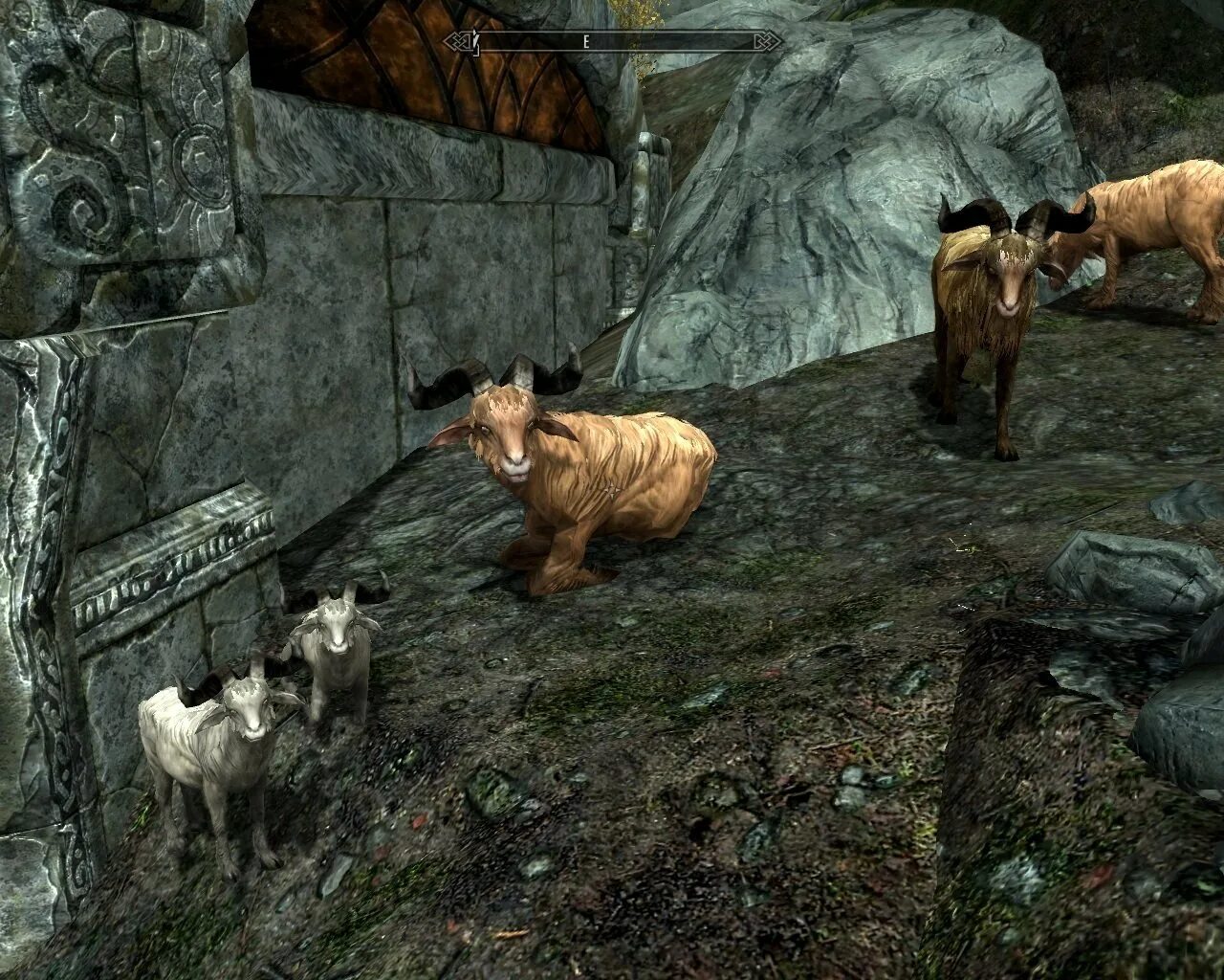 Animals skyrim