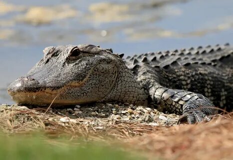 Alligator 18