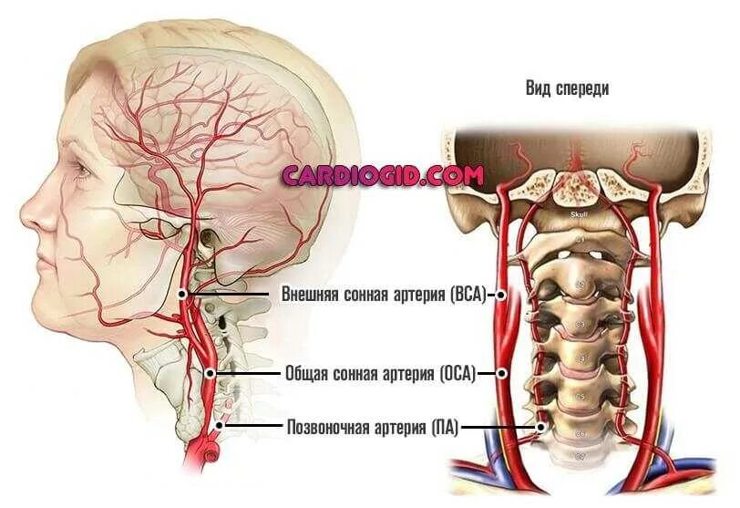 Общая Сонная артерия располагается. Где находится Сонная артерия у человека. Расположение наружной сонной артерии. Артерия ВСА шеи. Где находится сонная артерия у женщин