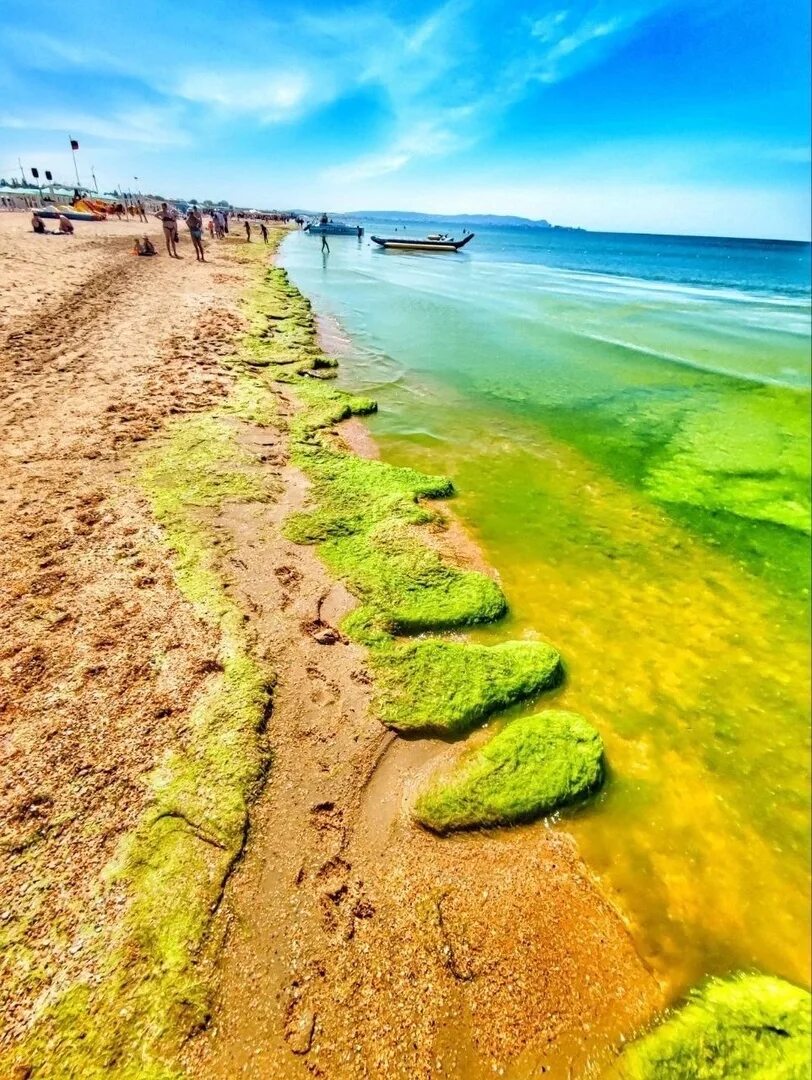 Анапа море лето 2025. Черное море цветет анапа. витязево море цветет. зацвело море в витязево. анапа цветет море 2025.