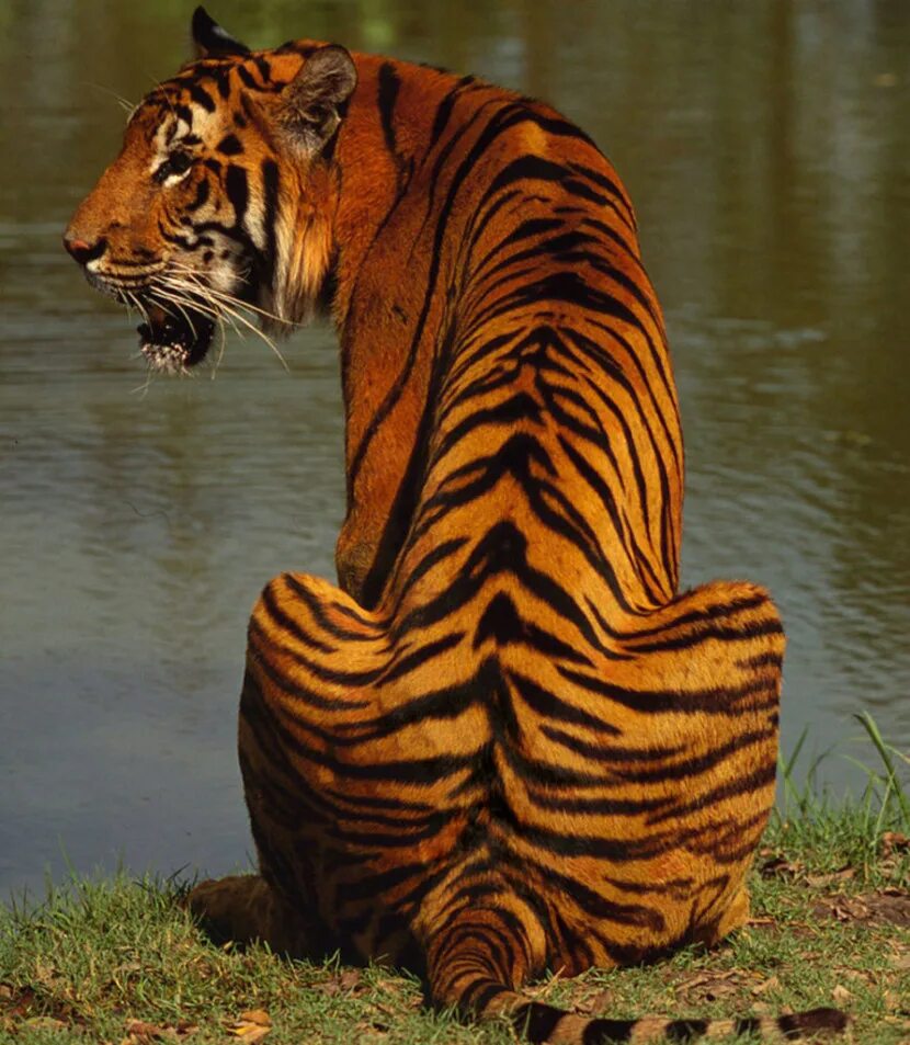 Малайский тигр (Panthera Tigris Jacksoni). Амурский тигр сидит. Тигровый картинка