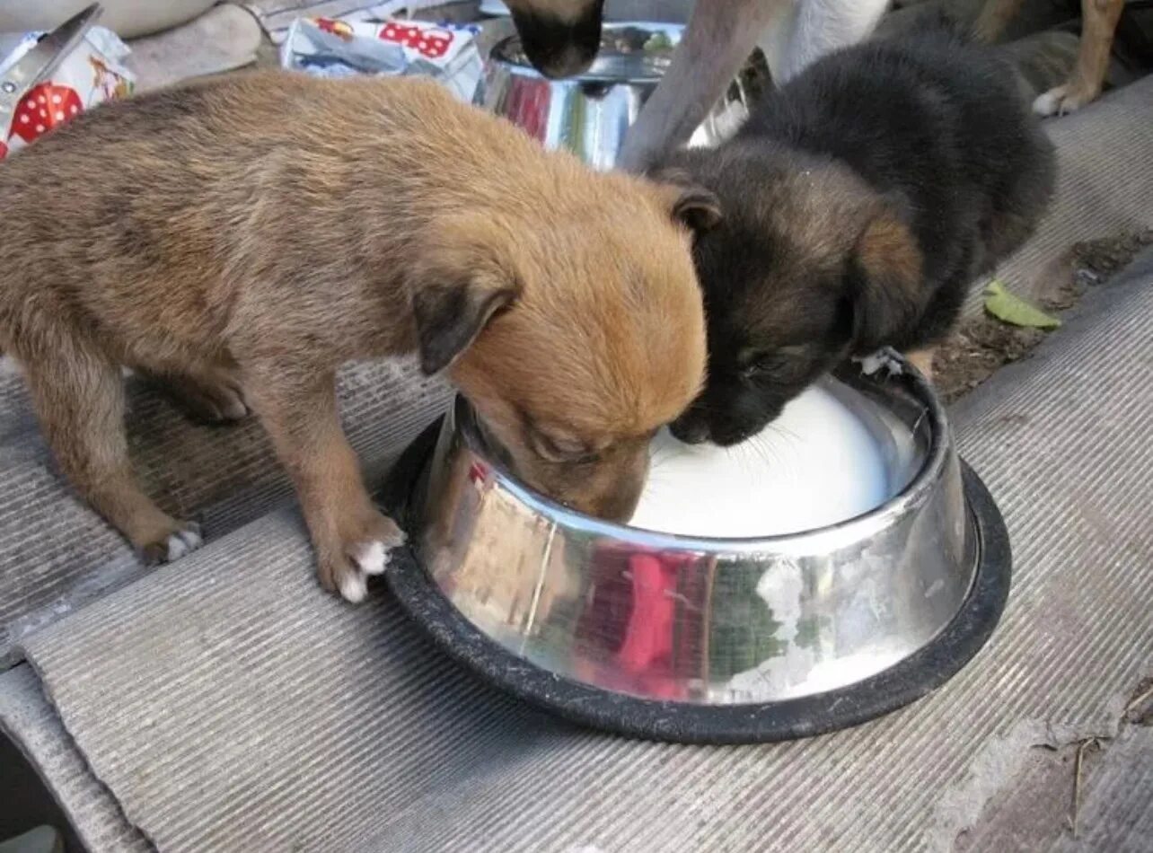 Где кормят собак. Кормление животных в приюте. В приюте кормят собак. Кормление бездомных животных.