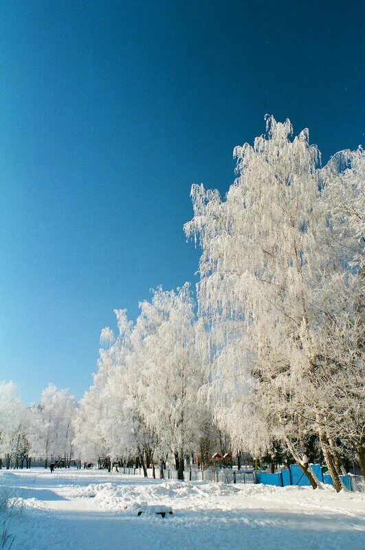 Сказочный зимний лес фото. Зиму форум. Зимний день. Береза в снегу. Зимний форум.