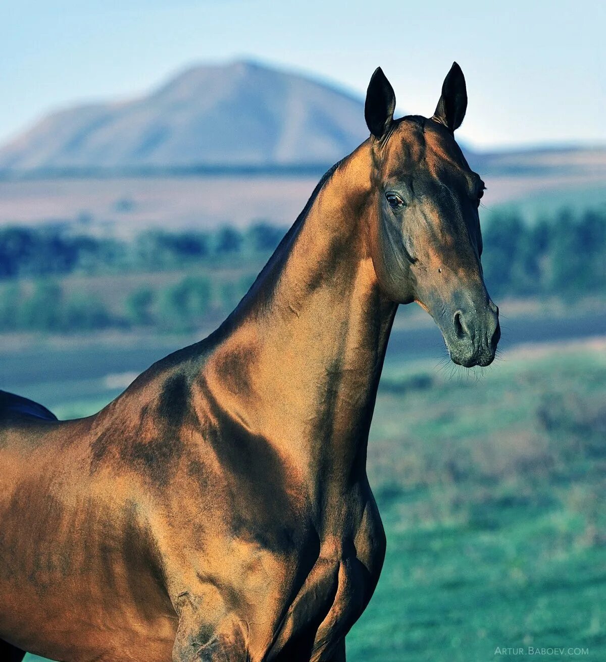 Золотисто гнедая. Ахалтекинская лошадь. Ахалтекинская порода лошадей. Порода лошадей ахалтекинец. Конь ахалтекинской породы.
