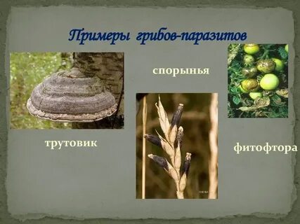 Грибы паразиты