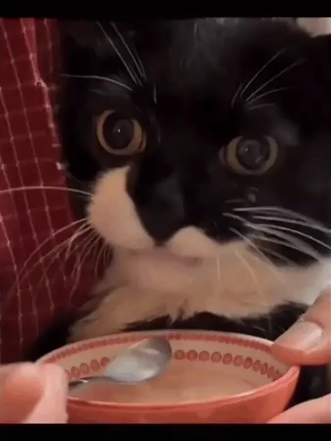 Кот который ест мем. Котик кушает. котик кушает гиф. кошка кушает гиф. гифка кот чавкает.