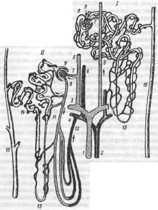 Отделы нефрона гистология. Типы нефронов в почке физиология. Строение нефрона. Юкстамедуллярного нефрона. Выносящая артериола почки