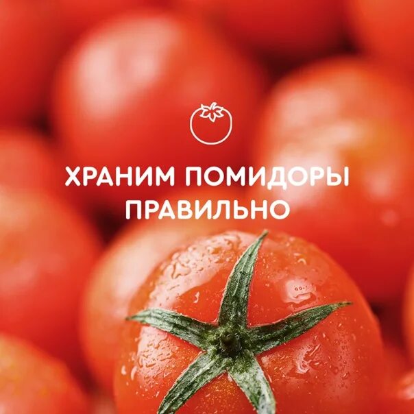Хранение томатов в холодильнике. Сколько можно хранить помидоры в холодильнике. Как хранить помидоры в холодильнике. Почему помидоры нельзя хранить в холодильнике.