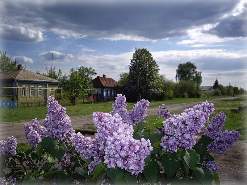 Сирень в деревне. Шахматово сирень. Весенний деревенский пейзаж.