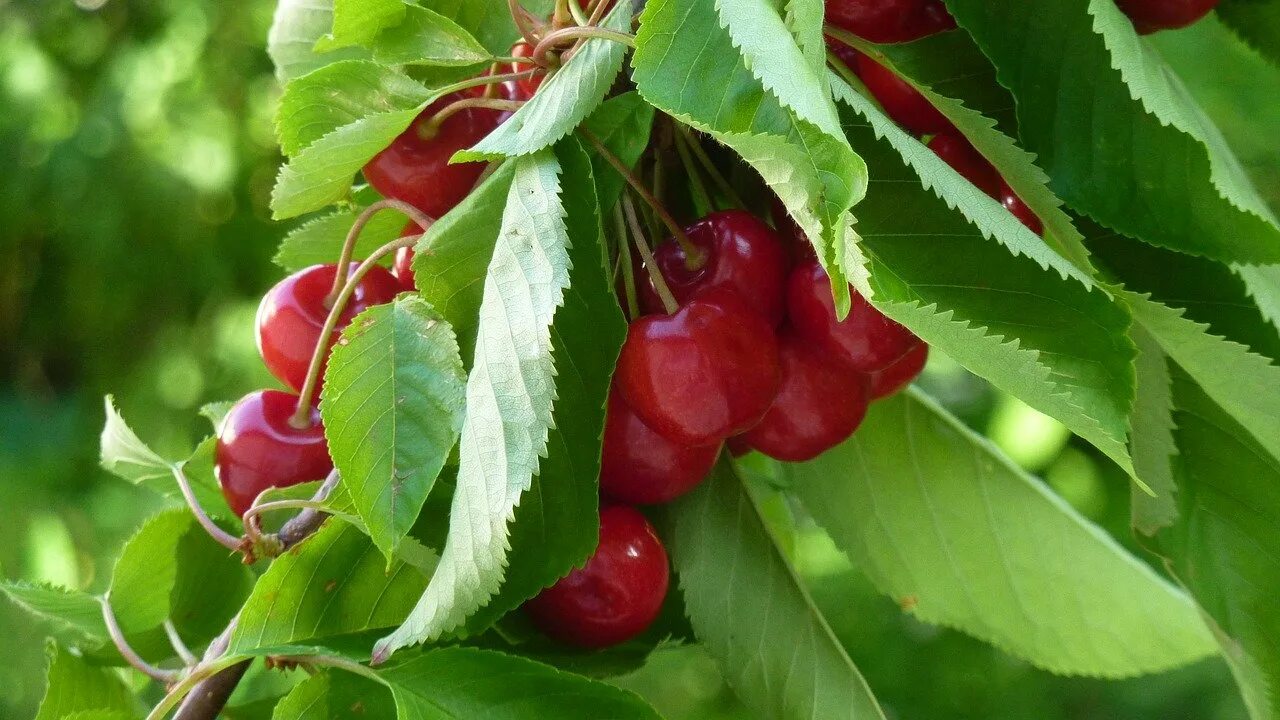 Где растет вишня. Дерево вишни и черешни. черевишня куст. вишня краса татарии. дюк дерево.