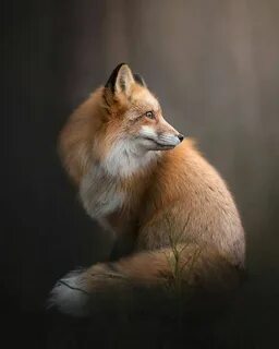 Foxs