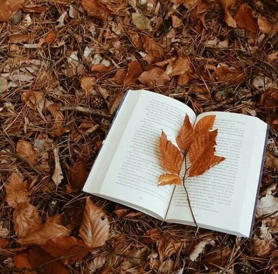 Обои на рабочий стол книги. Книги цвета осень. Книга вдохновения. Книги цвета осень. Красивые осенние раскладки.