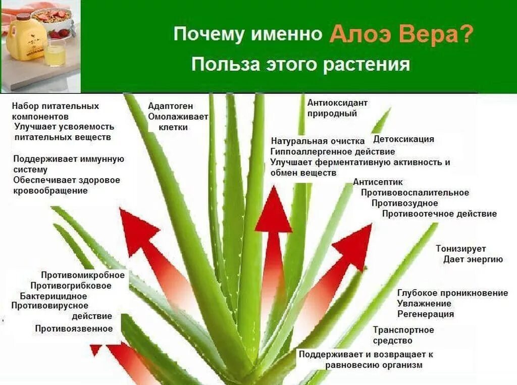 Алоэ столетник польза