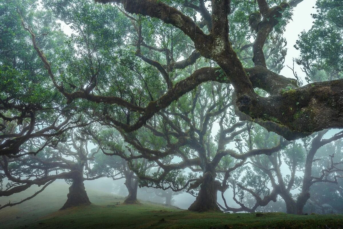 There many old trees in the park