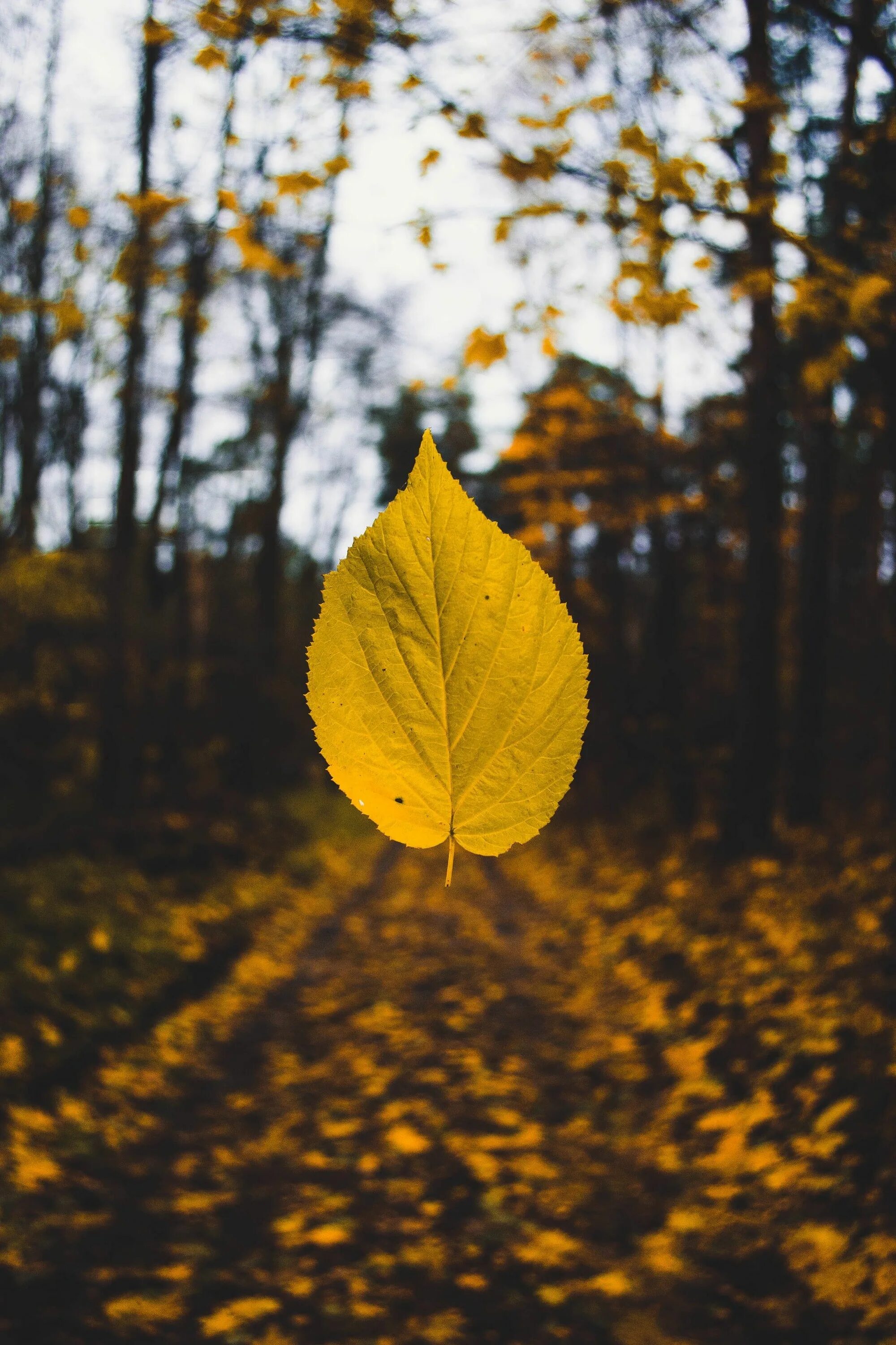 In autumn leaves fall from the trees
