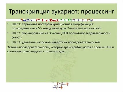 Процессинг первичного транскрипта