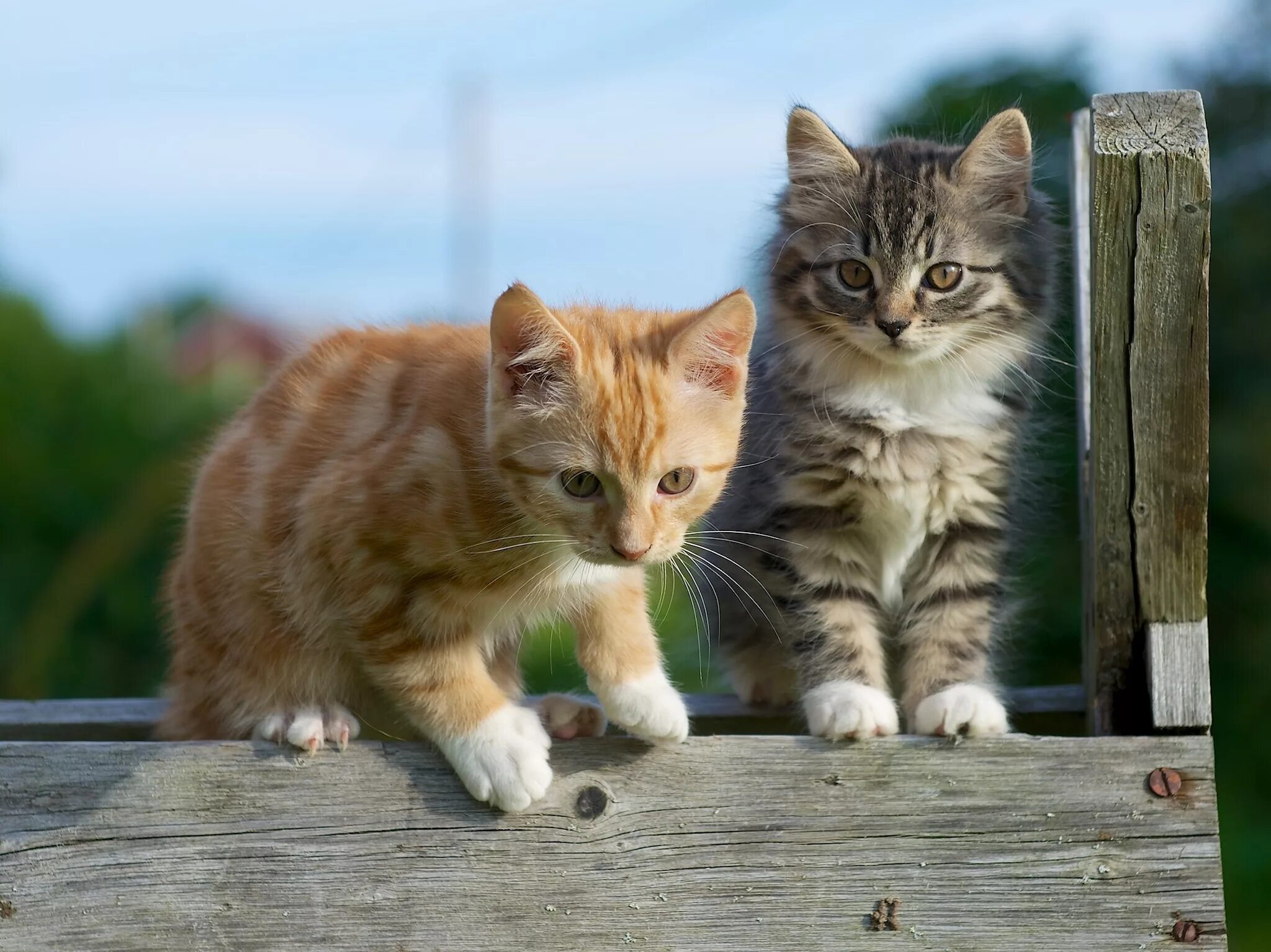 Kitten for 2