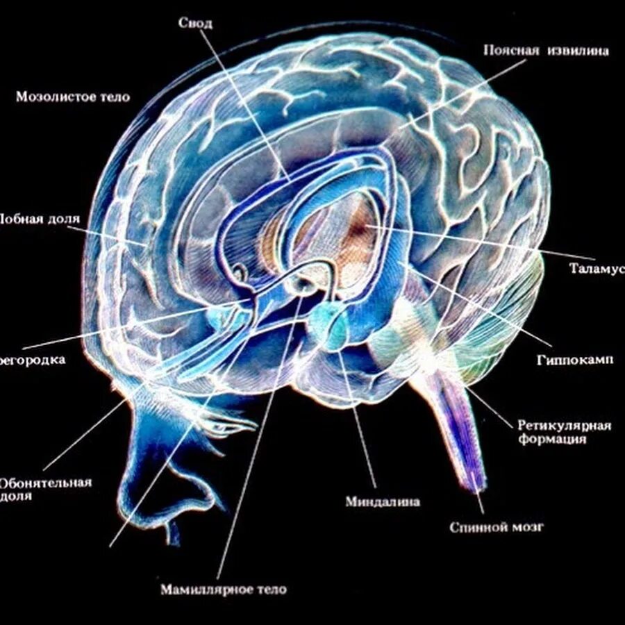 Пищевой центр в мозге. Лимбическая система мозга. Структуры лимбической системы головного мозга. Лимбическая система головного мозга анатомия. Лимбическая система гиппокамп функции.