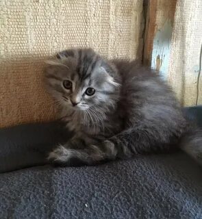 Котята авито самара