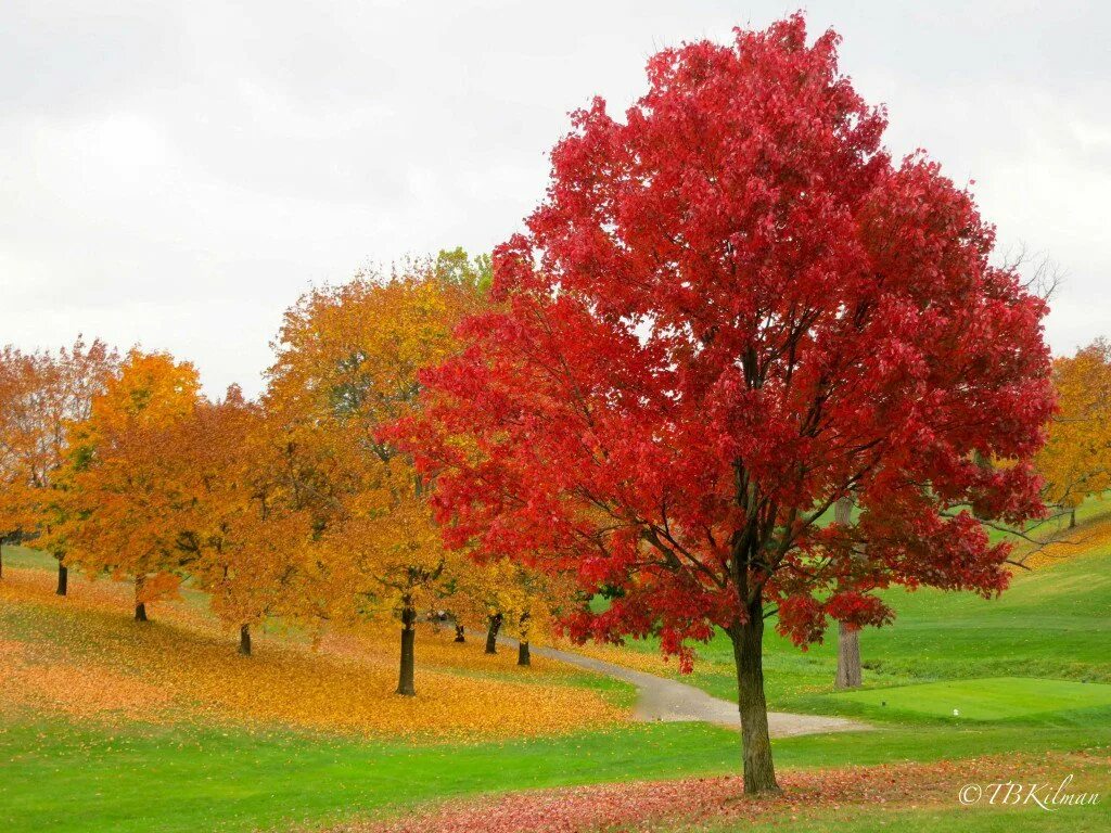 Maple tree