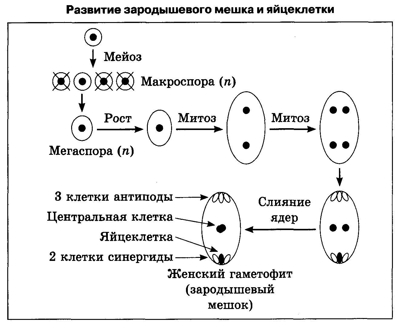 Образование женского гаметофита. Митоз гаплоидной клетки схема. Митотическое деление диплоидной клетки схема. Гаметогенез у покрытосеменных растений. Развитие зародышевого мешка и яйцеклетки.