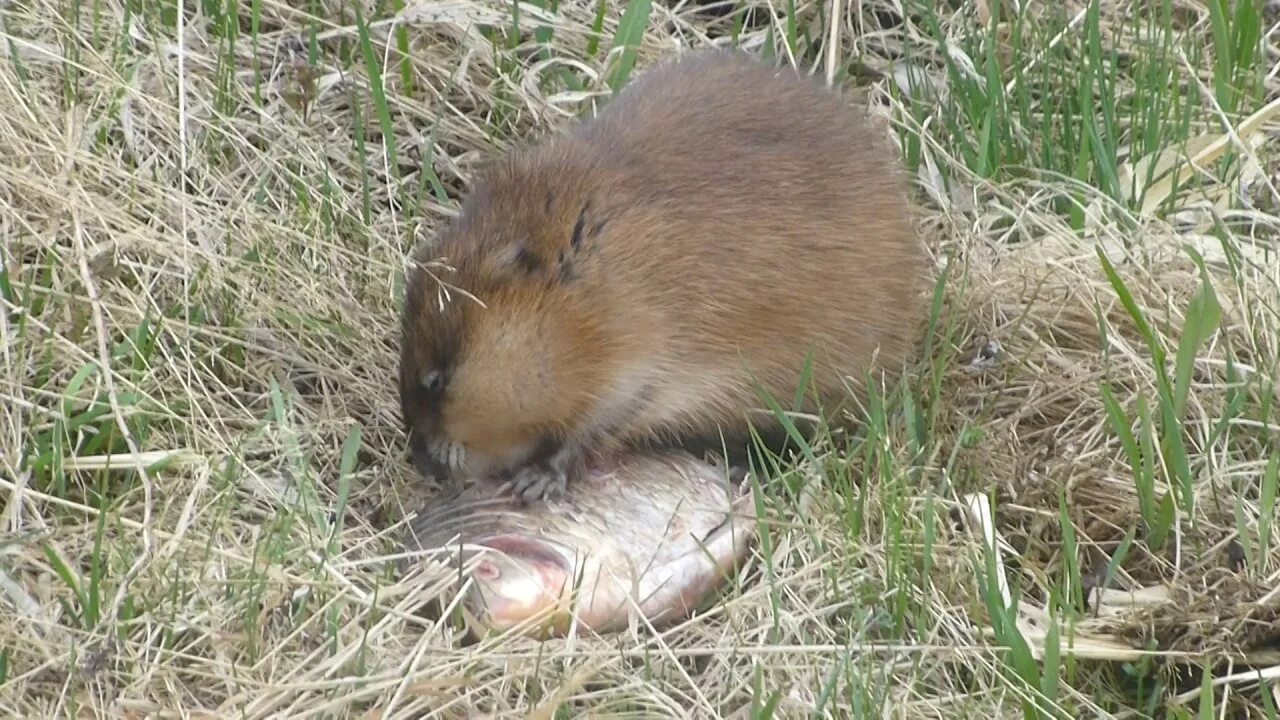 Ондатра можно есть. Ондатры болото. Ондатра. Ондатра можно есть. Ондатра можно есть.