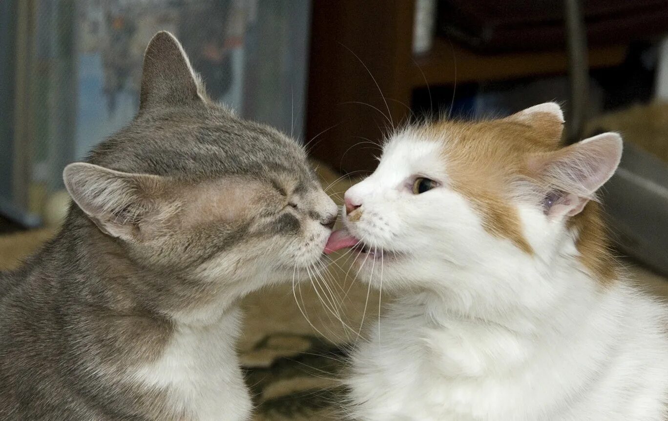 Котики целуются. Кот целует. Кошки любовь. Поцелуй котов.