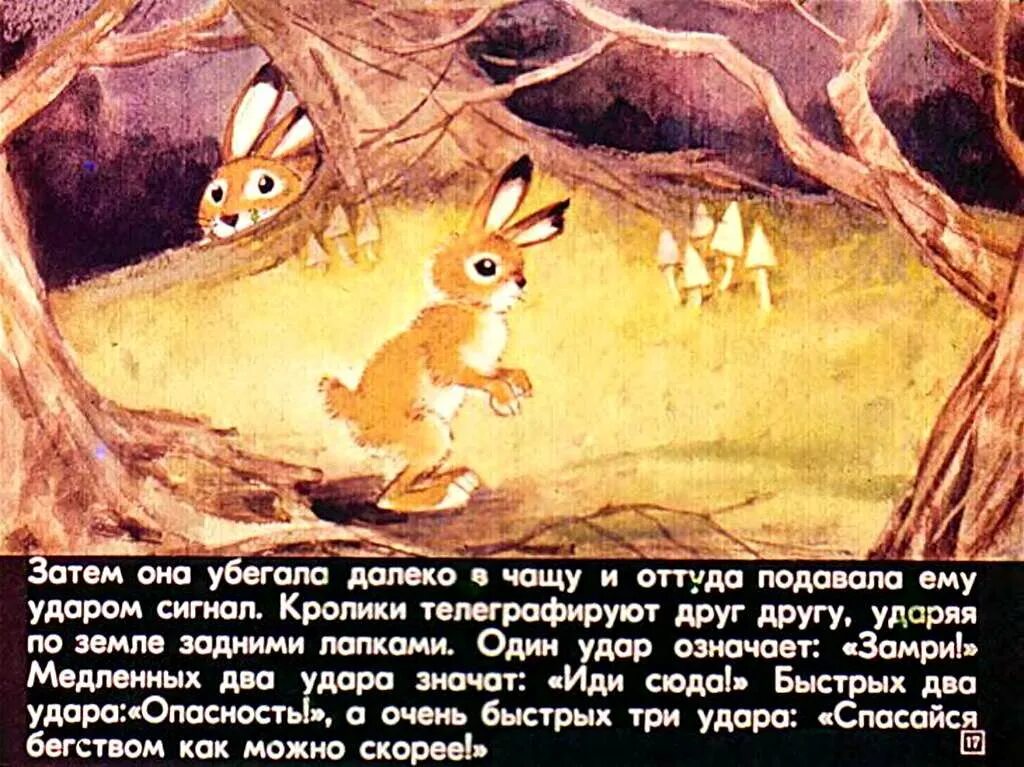 Сетон томпсон рваное ушко. Томпсон рваное ушко. эрнест сетон-томпсон рваное ушко. рваное ушко книга. сетон-томпсон рваное ушко сколько страниц.