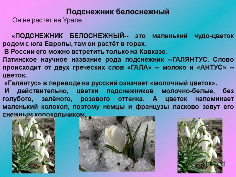 Плакала снегурочка зиму провожая стих. Описание подснежника. Описать весенний цветок. Подснежник цветок описание. Подснежник описание растения.